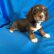 Long haired dachshund puppies for sale