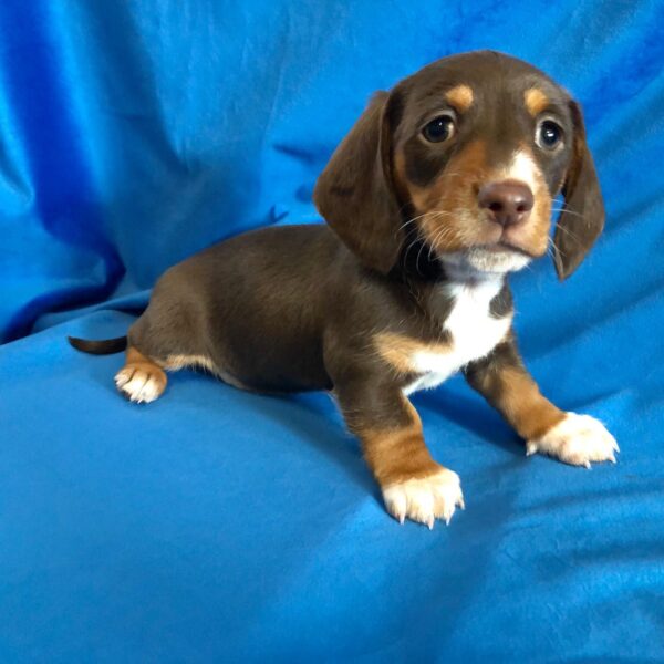 Long haired dachshund puppies for sale