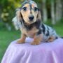Mini dachshund long hair-pups