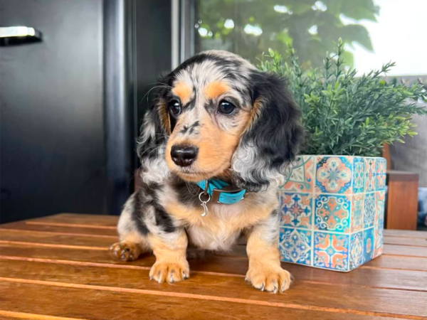 Dachshund Mix Long Haired Miniature
