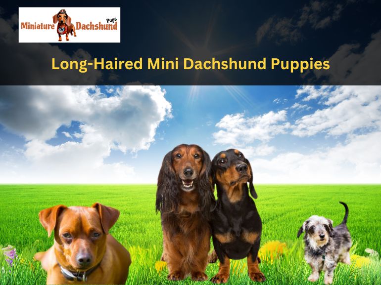 Everything You Need to Know About Long-Haired Mini Dachshund Puppies